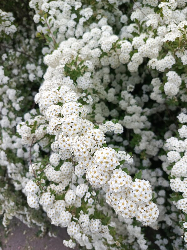 Цветение - Татьяна Пальчикова Цветение - Татьяна Пальчикова