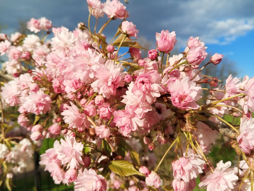 Сакура - Сапсан Сакура - Сапсан