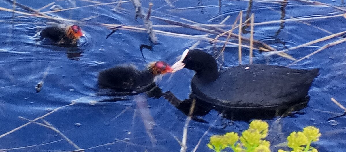 Лысухи - Сапсан 