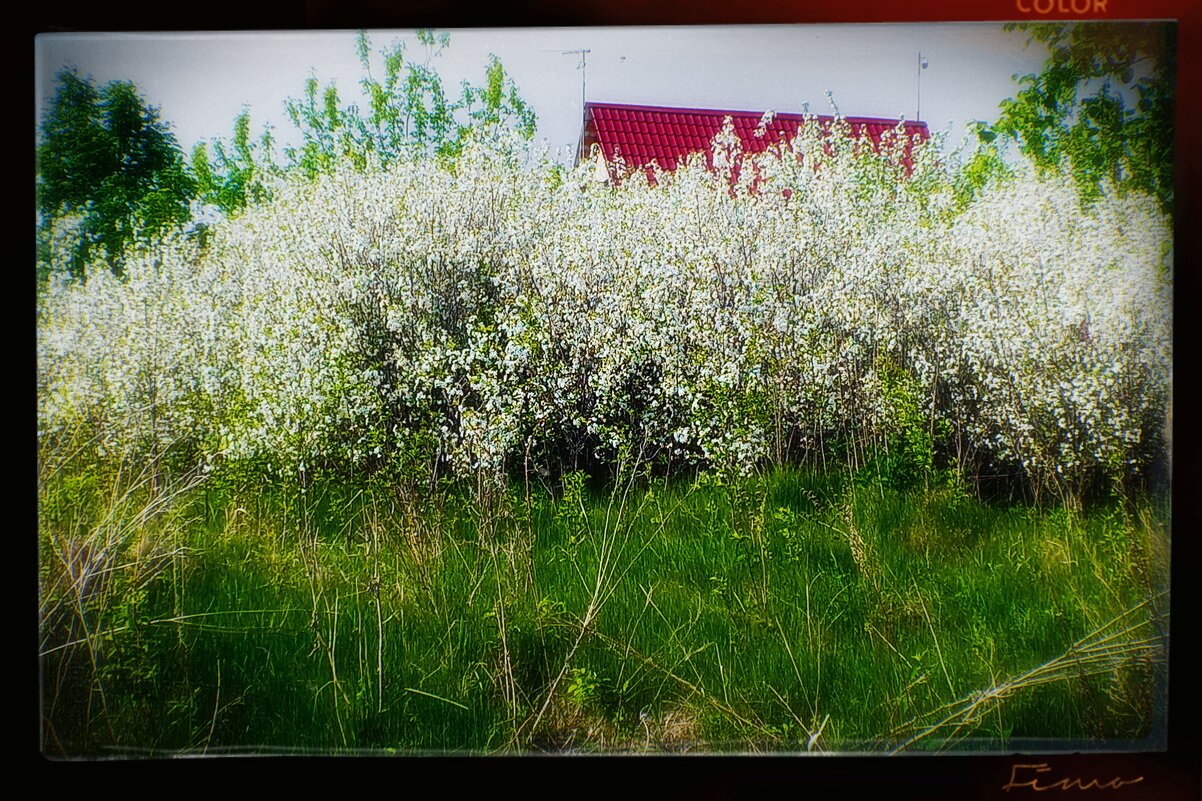 Майское лето. - Игорь Солдаткин