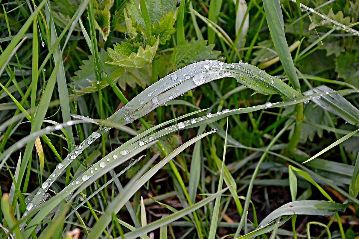 Капли майского дождя - Михаил Столяров