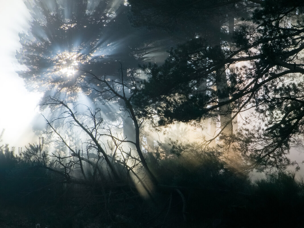 Туман и солнце - Валерий Т