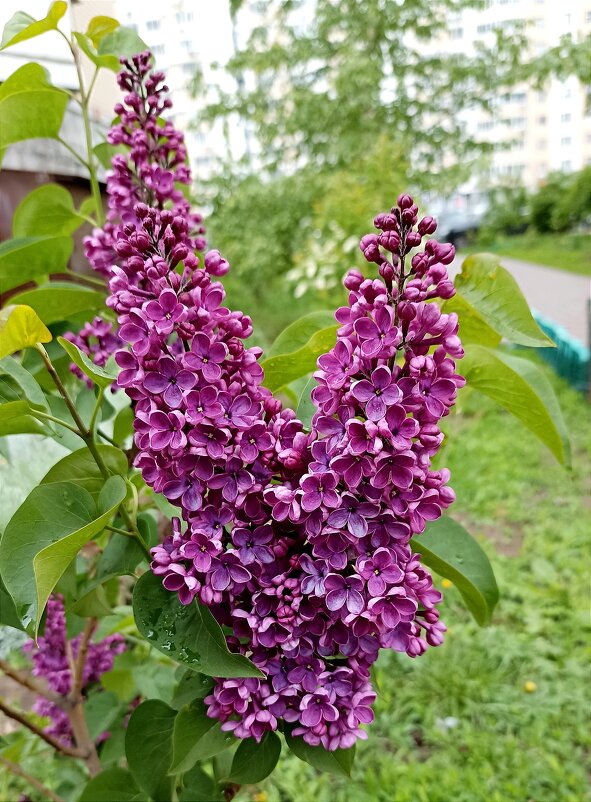 Расцвела сирень - Татьяна Тюменка