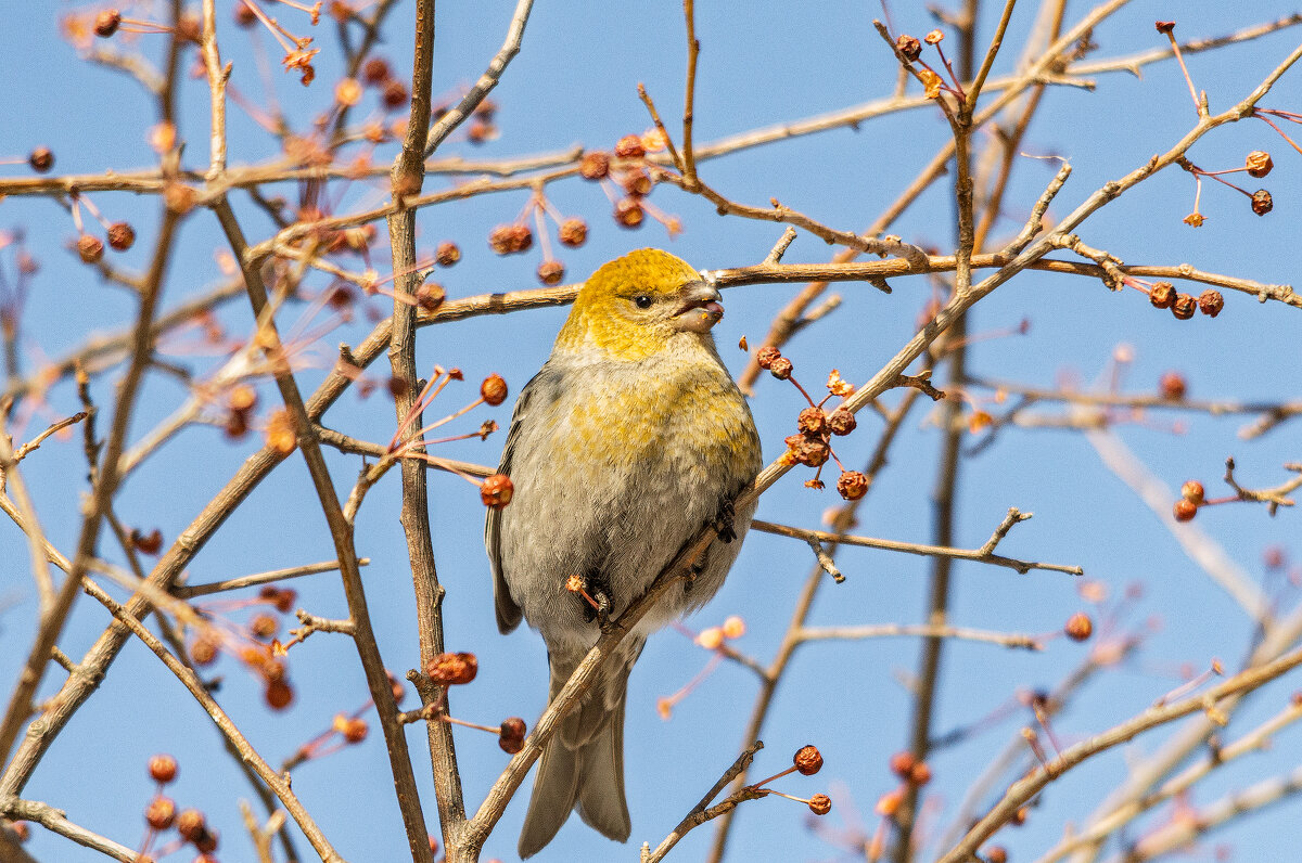 Щур. - Виктор Иванович Чернюк Щур. - Виктор Иванович Чернюк