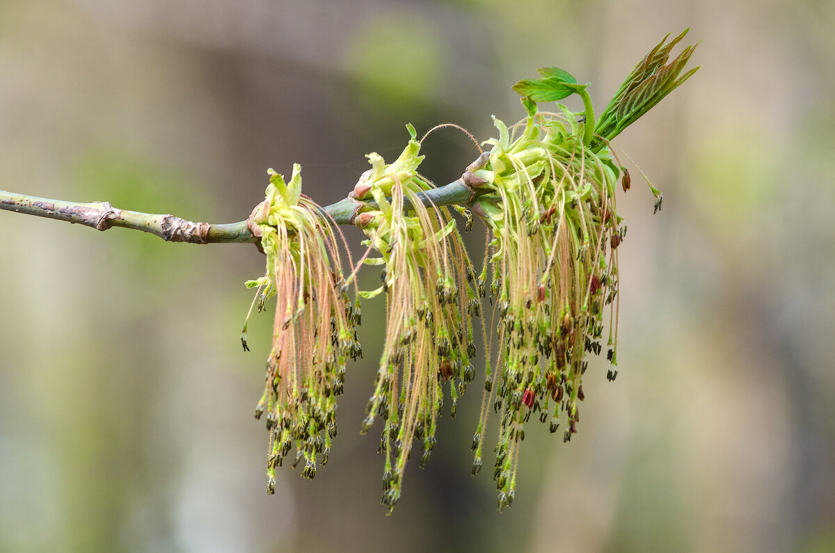 *** - Виктор Иванович Чернюк *** - Виктор Иванович Чернюк