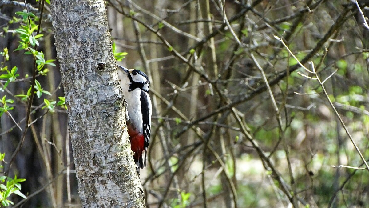 Санитар леса - Милешкин Владимир Алексеевич Санитар леса - Милешкин Владимир Алексеевич
