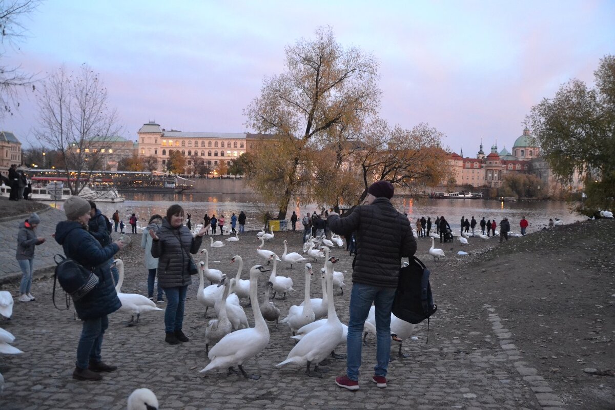 На берегу Влтавы: смешались лебеди и люди - Надежда 