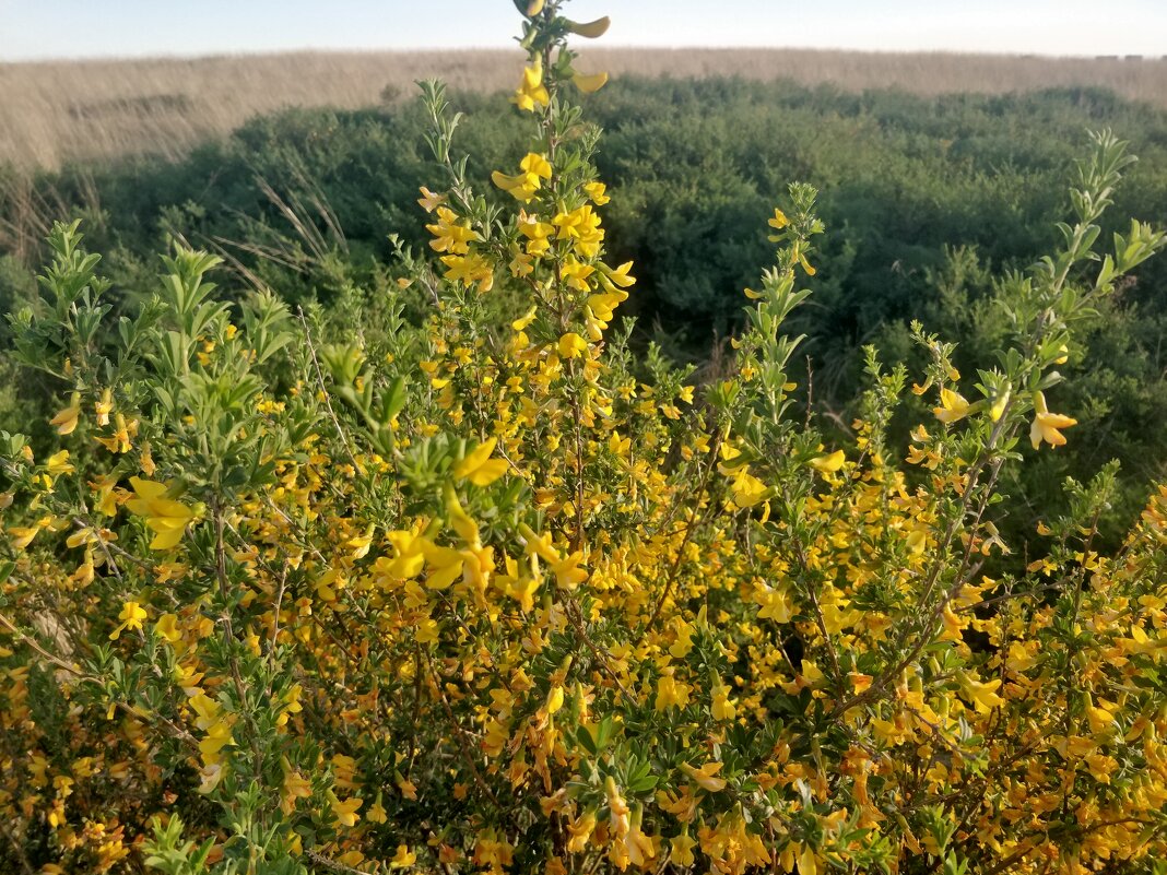 Цветёт акация. - Андрей Хлопонин