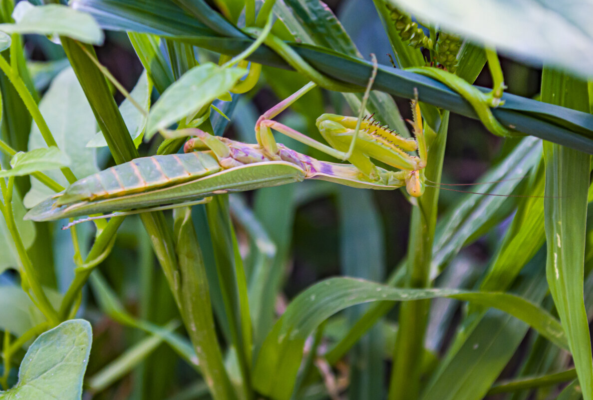 богомол - petyxov петухов