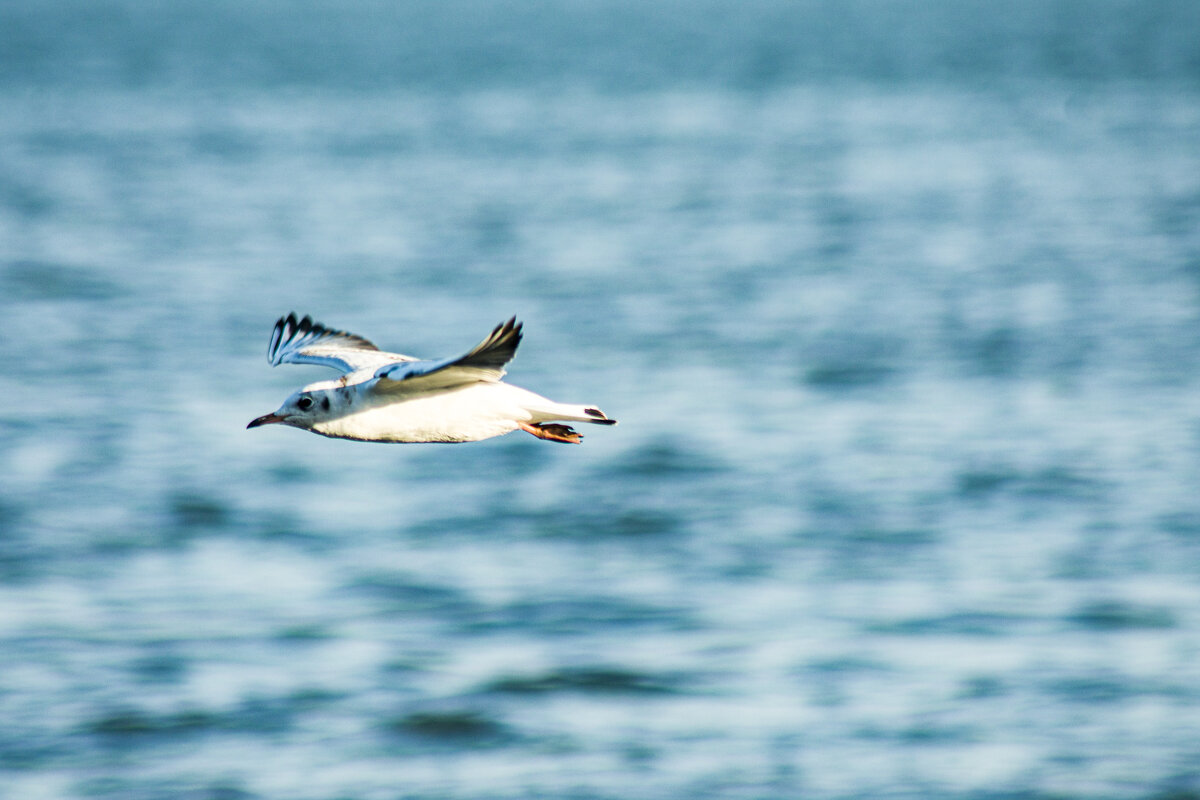 чайка . - petyxov петухов