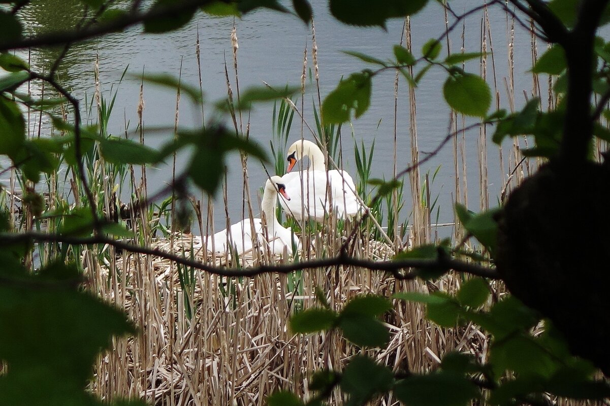 Лебеди на гнезде - Рита Симонова Лебеди на гнезде - Рита Симонова