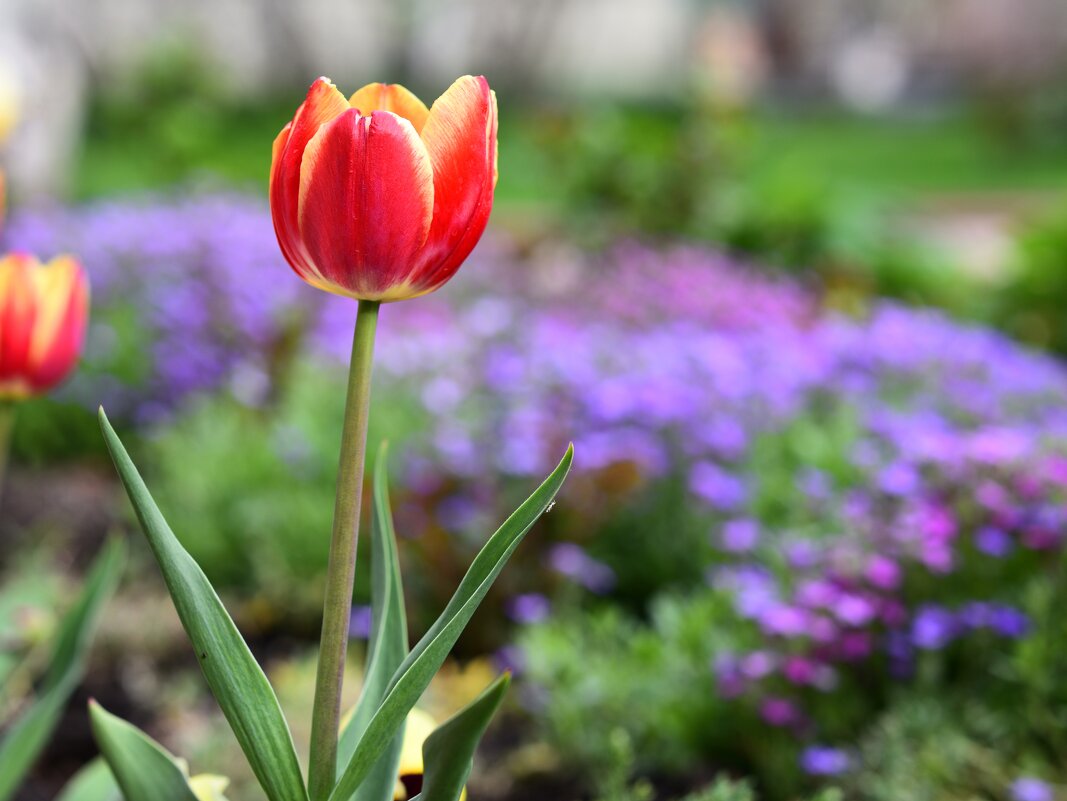 Месяц май - Петр 