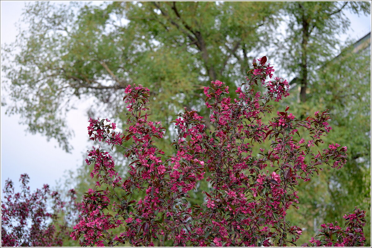 Весенние виды - Сеня Белгородский