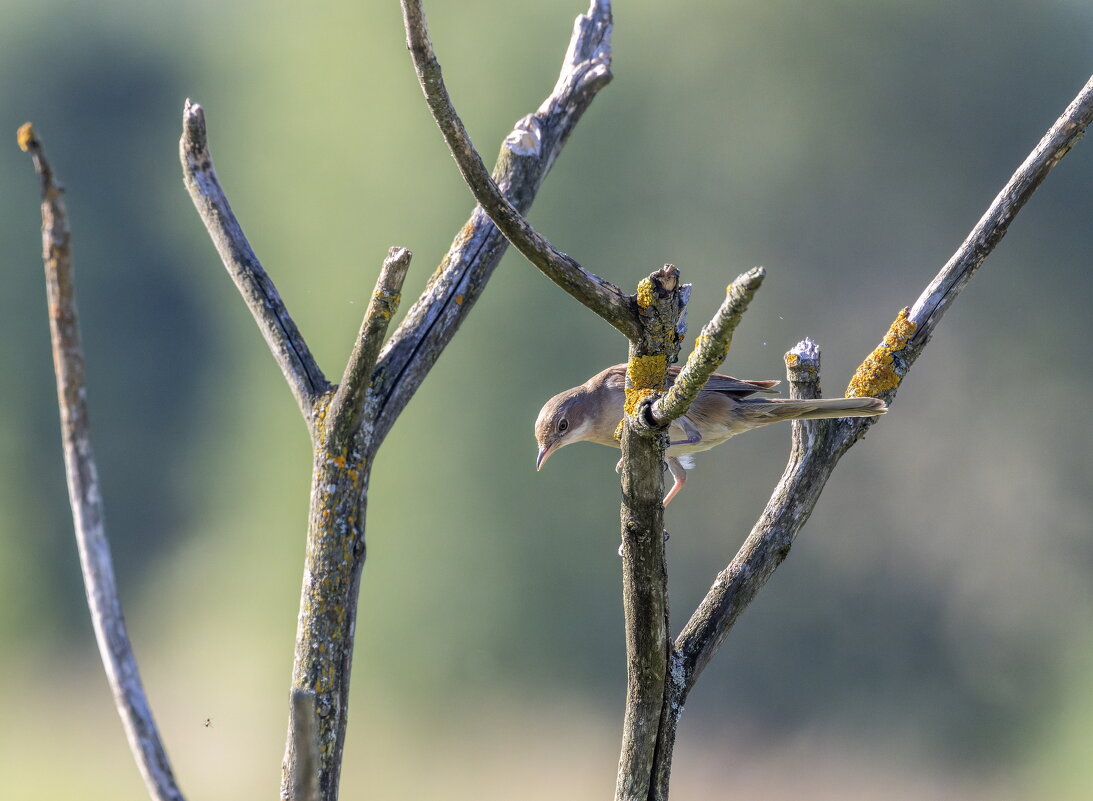 пеночка весничка - юрий макаров