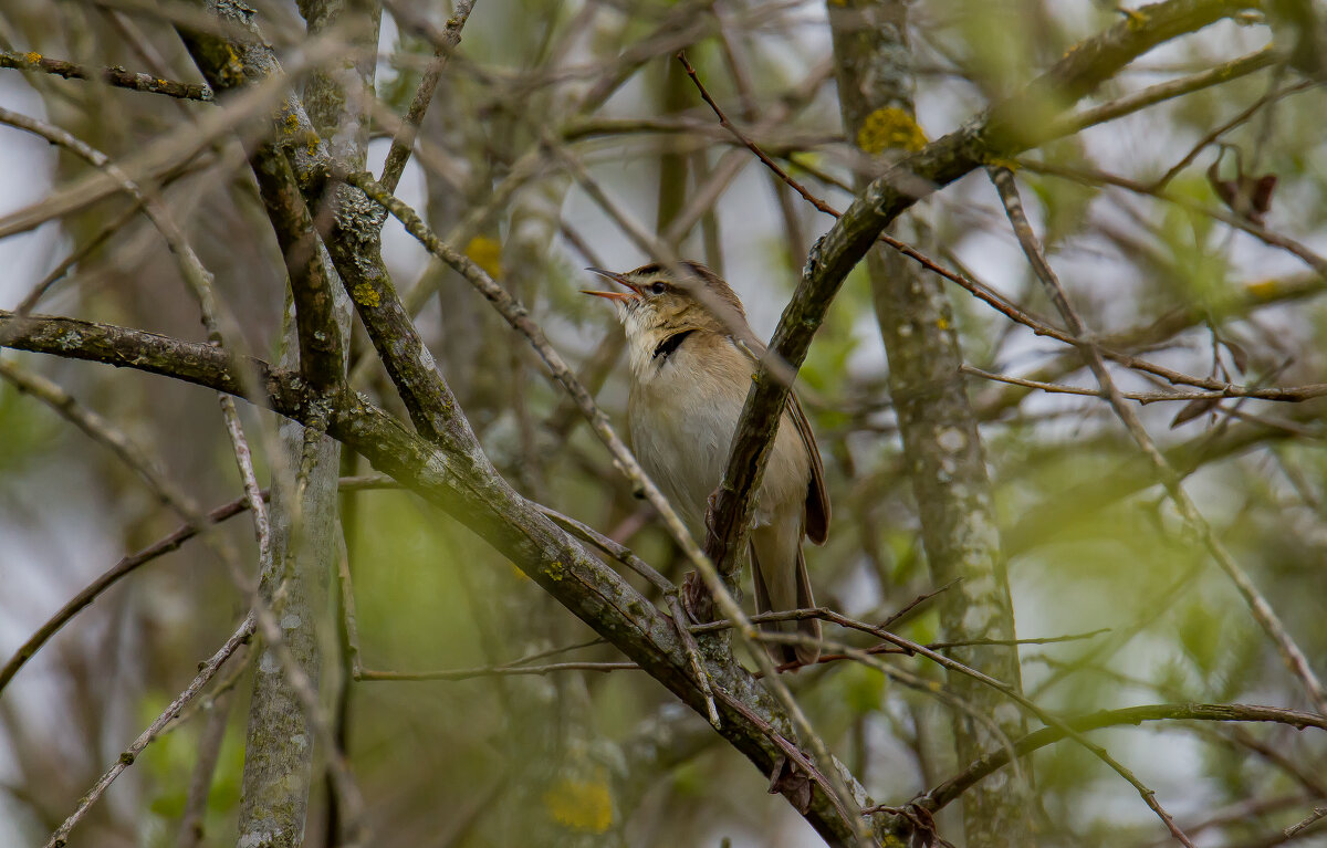 Камышовка барсучок. - Sergey (Apg) Камышовка барсучок. - Sergey (Apg)