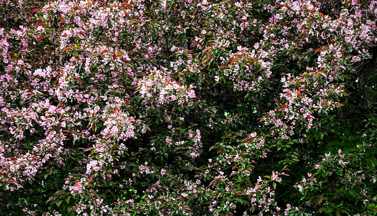 И всё же не все лепестки опали,,,, - Анатолий Колосов