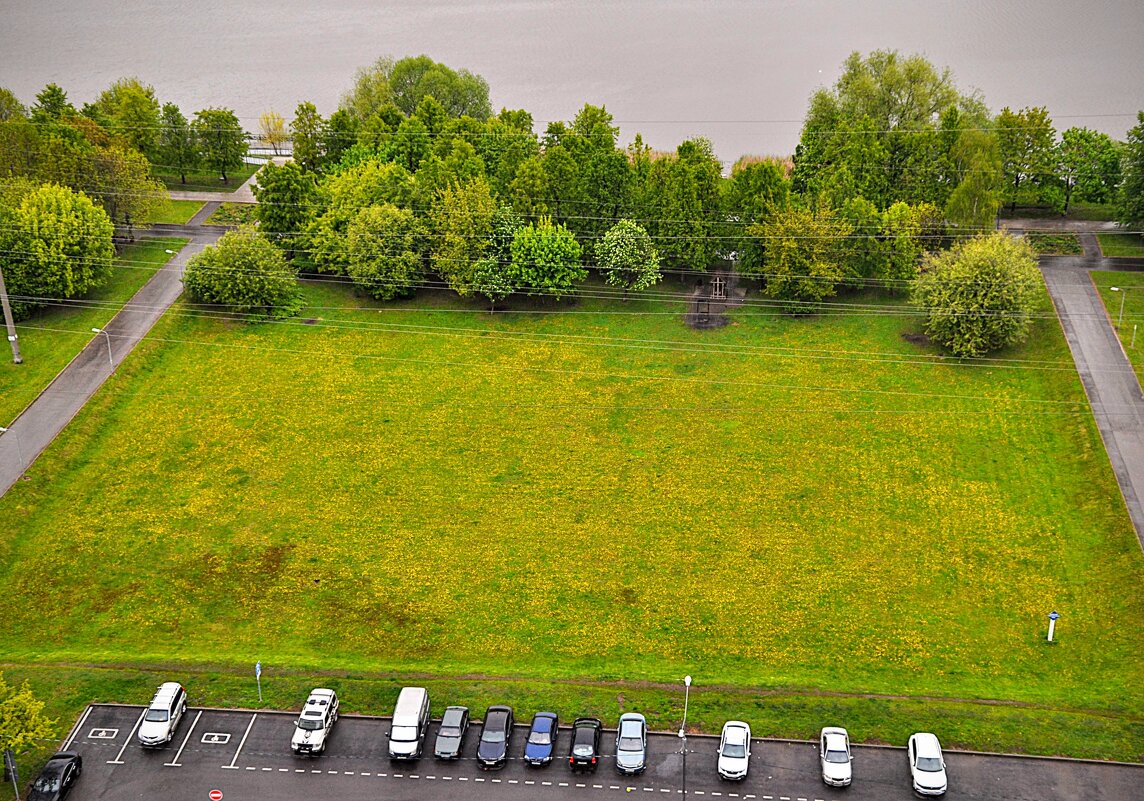 Одуванчиковая поляна,,,, - Анатолий Колосов