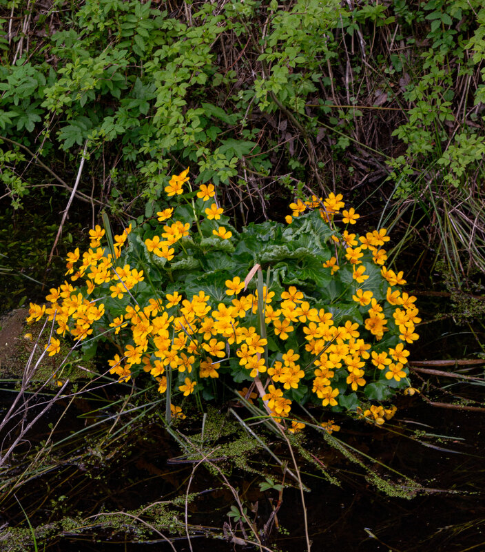 Калужница болотная - Светлана Мишенёва Калужница болотная - Светлана Мишенёва