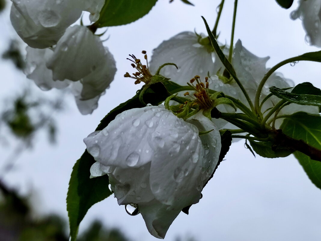 Яблоня под дождём - Валентина Богатко Яблоня под дождём - Валентина Богатко
