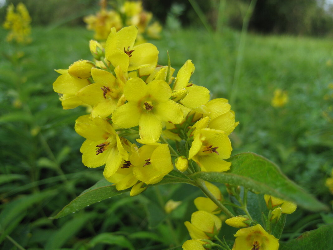 Вербейник - Anna Ivanova