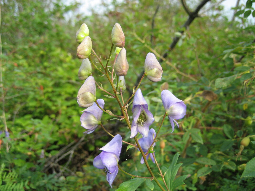 Аконит - Anna Ivanova Аконит - Anna Ivanova