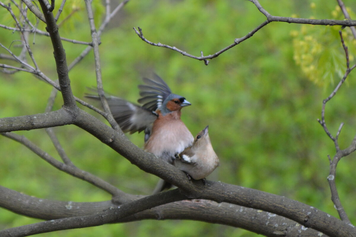Зяблики. Продолжение жизни - Николай Зяблики. Продолжение жизни - Николай