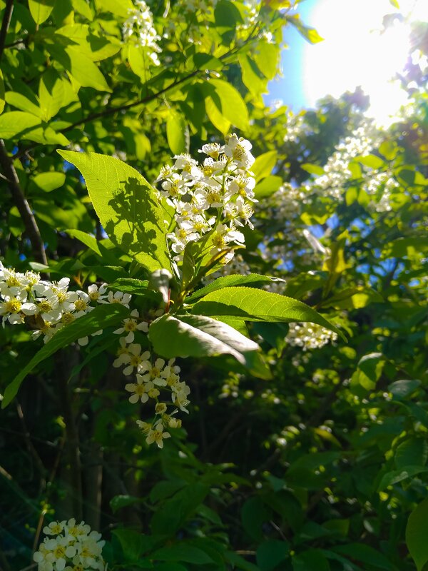 Черёмуха духмяная цветами облита - Анастасия Логинова