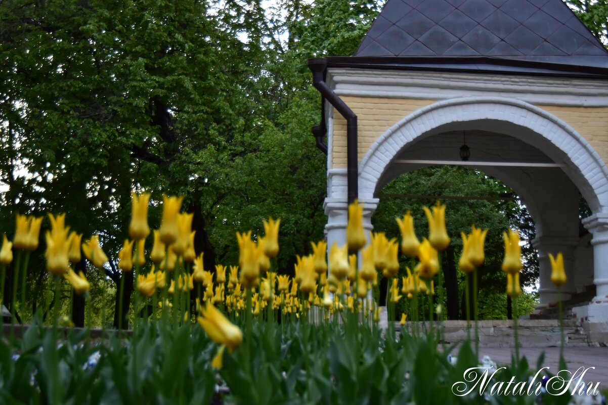 *** - Наталья Вязигина