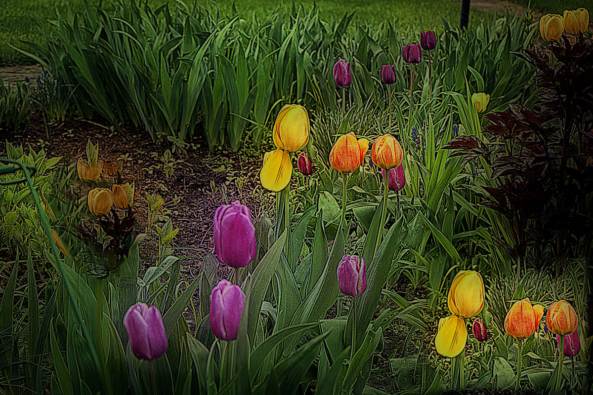 Тюльпаны - Владимир Кроливец Тюльпаны - Владимир Кроливец