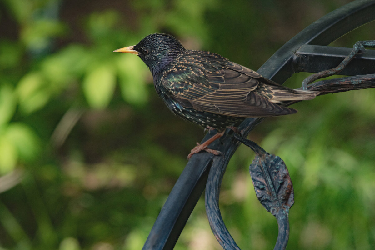 * - Nikolai 888 * - Nikolai 888