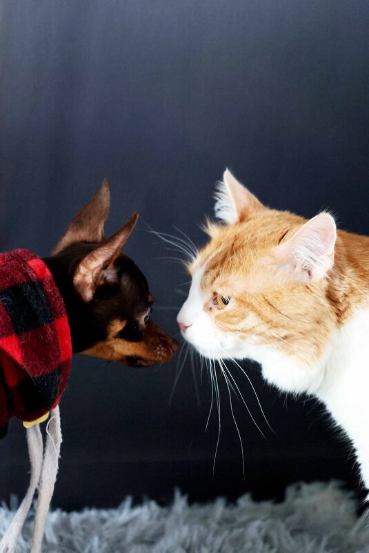 противостояние) новый сюжет для Марвел - Александра Николаева