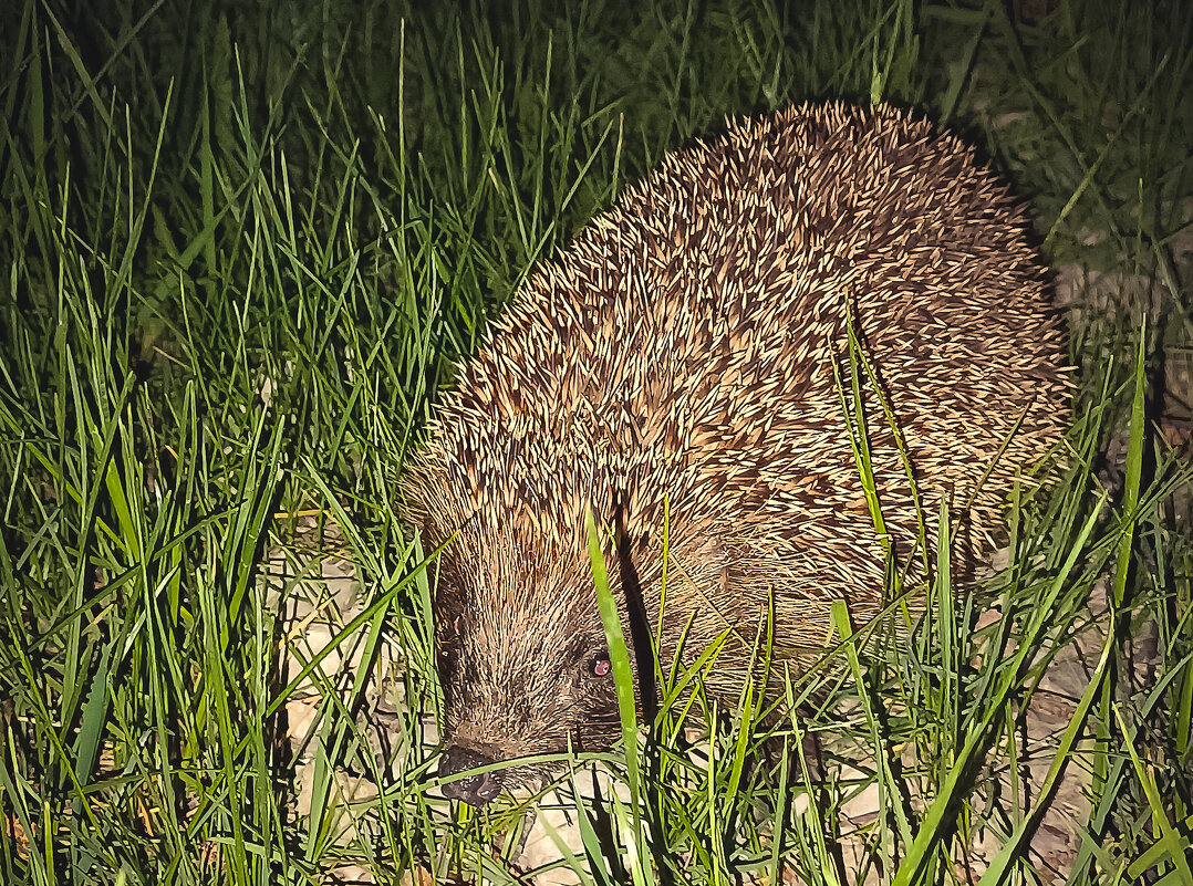 Ёжик прибежал - Sergei Vikulov