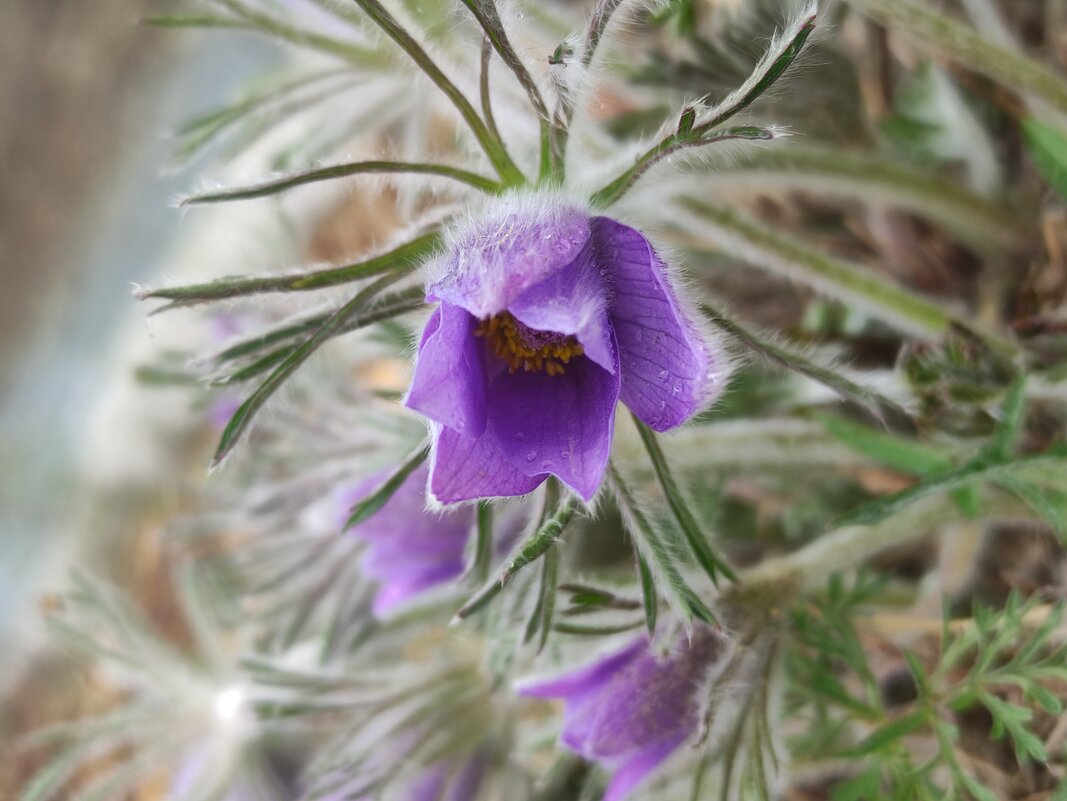 Подснежник - Aleksandra Chochaeva Подснежник - Aleksandra Chochaeva