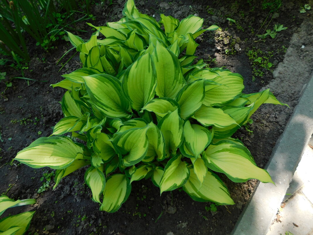 Хоста - Наиля Хоста - Наиля