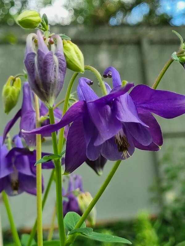 Аквилегия зацвела - Наталья 