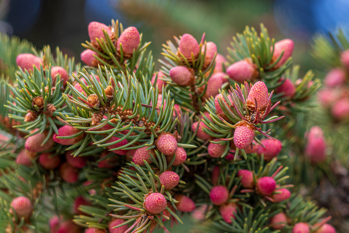 Землянички на ёлочке. - Анатолий. Chesnavik. Землянички на ёлочке. - Анатолий. Chesnavik.