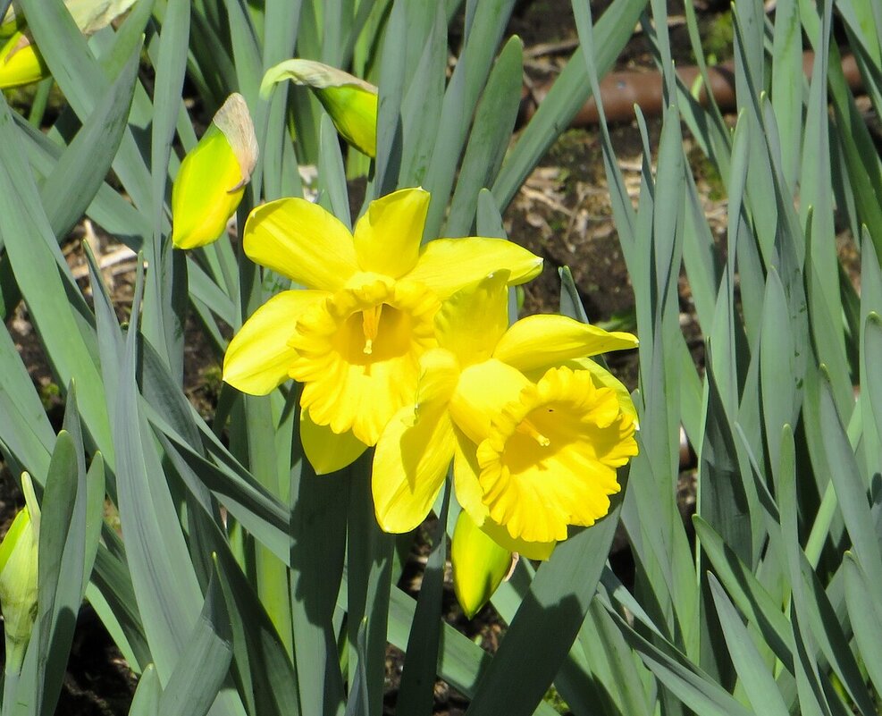 Нарциссы - Лариса С. Нарциссы - Лариса С.