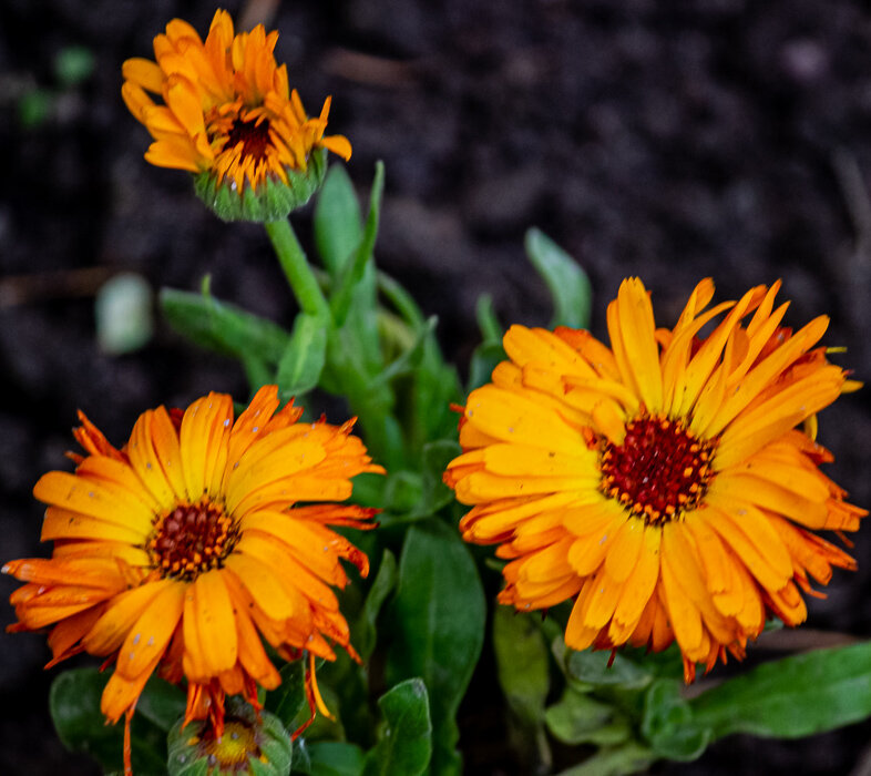 Трио - Светлана SvetNika17 Трио - Светлана SvetNika17