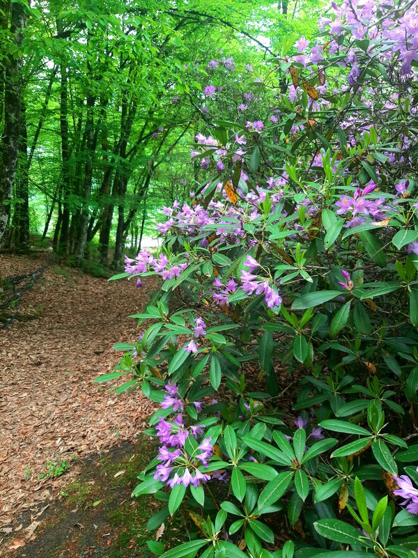 РОДОДЕНДРОНОВЫЙ РАЙ - Tata Wolf