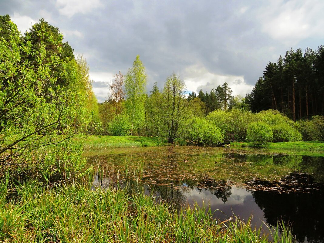 На пруду за городом - Андрей Снегерёв