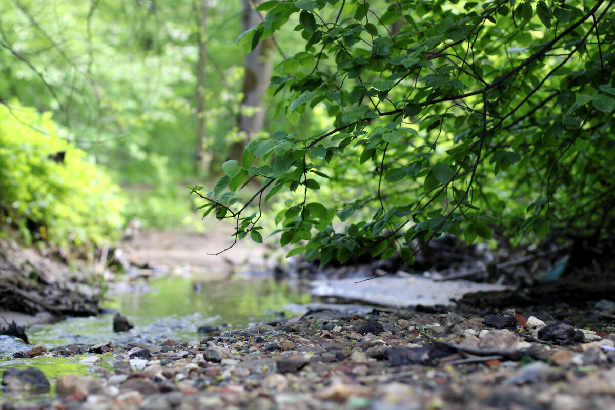 Камешки - Николай (dr.Zlo) Кузнецов