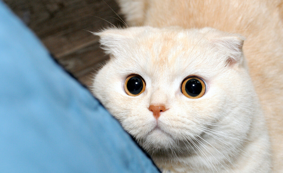 *** - Сергей Сергеев *** - Сергей Сергеев