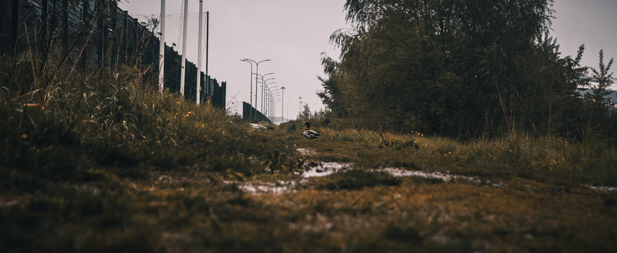 Одинокая птица - Ярослав Теплов