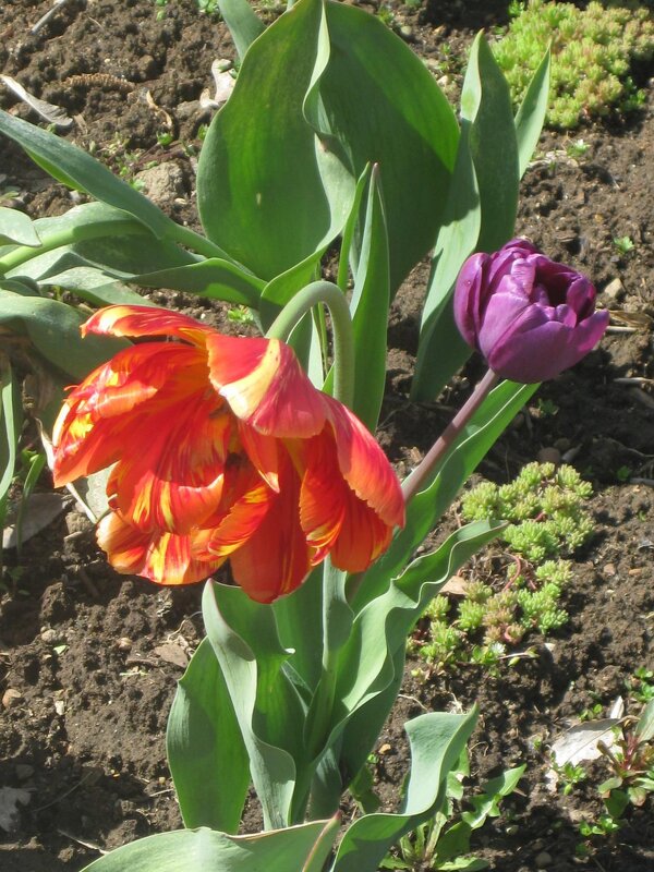 Такие разные тюльпаны - Дмитрий Никитин