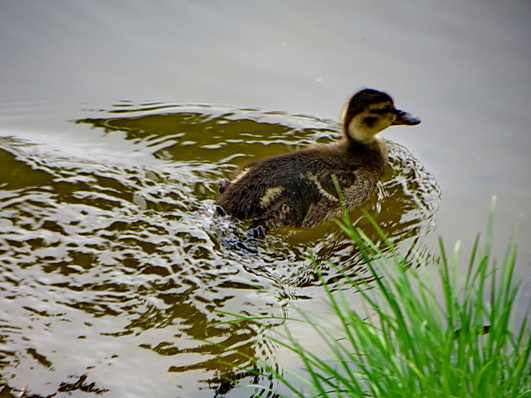 Из молодых, да ранних - Александр Чеботарь Из молодых, да ранних - Александр Чеботарь