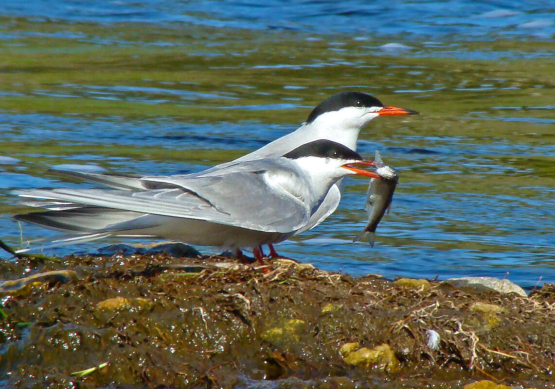 речные крачки - gawrilа - dan речные крачки - gawrilа - dan