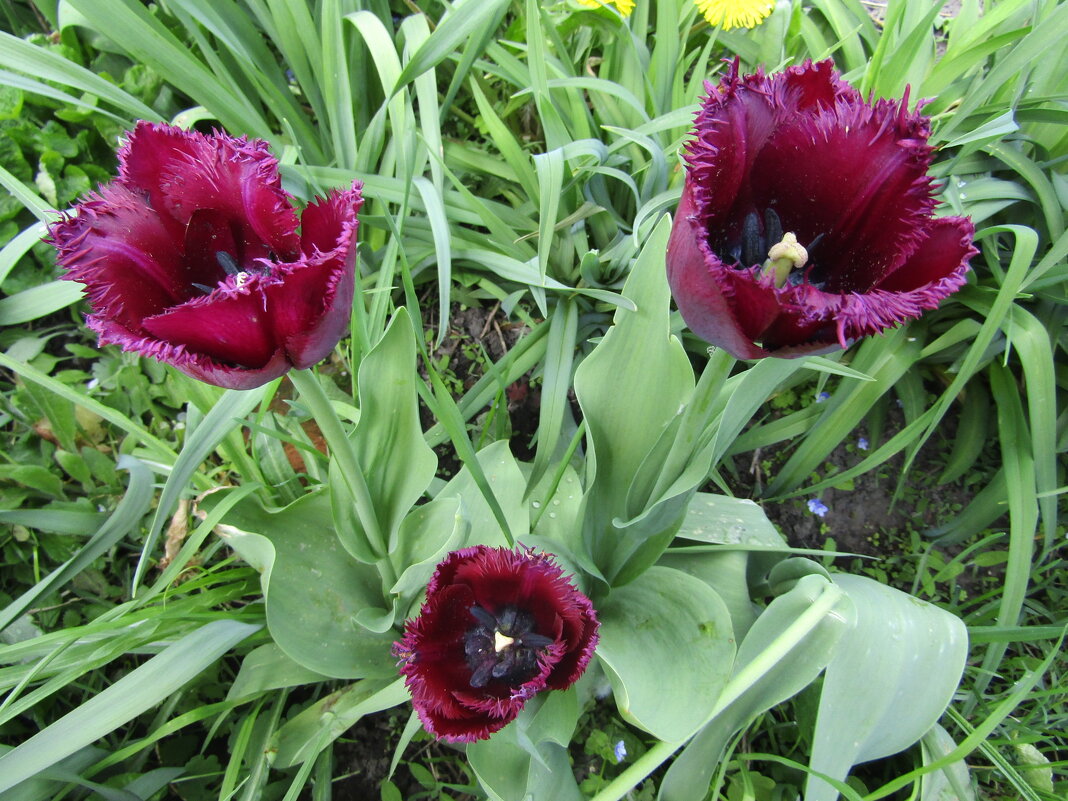 Тюльпан "Кубанская ночь", бахромчатый - Антонина Балабанова Тюльпан "Кубанская ночь", бахромчатый - Антонина Балабанова