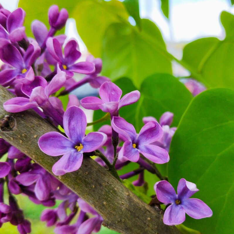 Майская сирень - Галина Бобкина