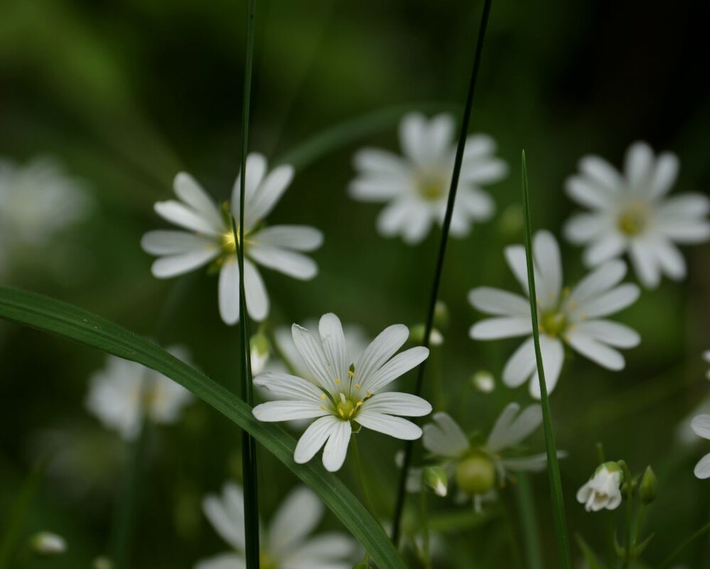 весна - Ирина Милонова