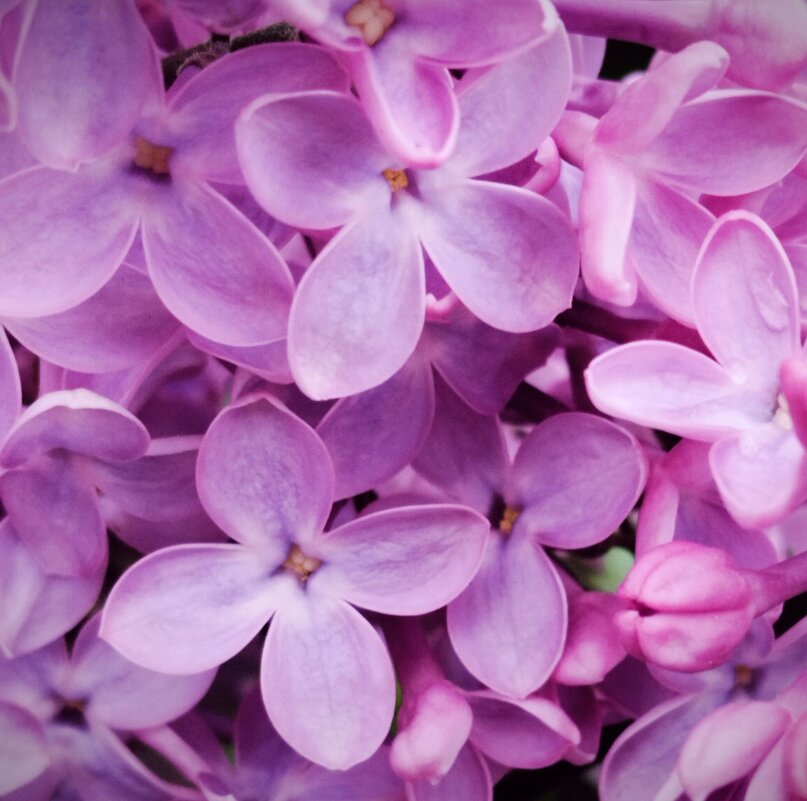 После дождя - Галина Бобкина